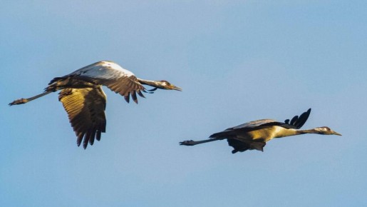 В Калининградскую область возвращаются серые журавли