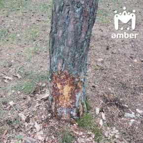 "�������" �������� ����� 100� �� ����������� �������� � �� �����