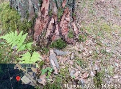 ��������-����� � ������� � ��������� ������� ������� � ������������