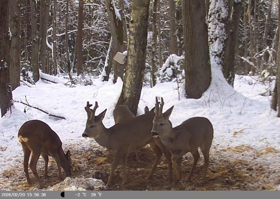 В Калининграде волонтёры объединились, чтобы подкормить косуль