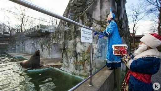 Власти Калининградской области не исключают временного закрытия вольера для ластоногих в зоопарке, если не удастся найти финансирование на его реконструкцию