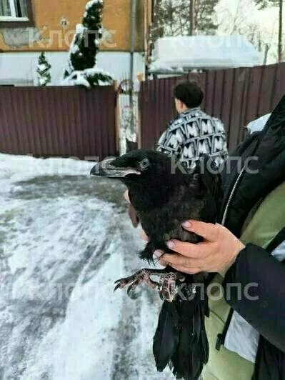 Хозяйка ручного ворона Фиделя пока так и не нашла своего питомца, зато неожиданно приютила двух птенцов Хозяйка ручного ворона Фиделя пока так и не нашла своего питомца, зато неожиданно приютила двух птенцов