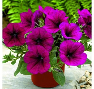 ��� ����� ���������� �������: ������� ������������