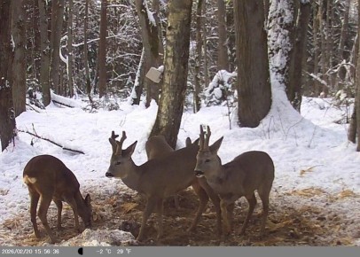 � ��������������� ������� �������� ������������, ����� ���������� ������