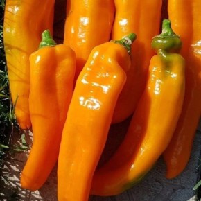 ����� ������ ���������: ������� ������ � ����������� ������