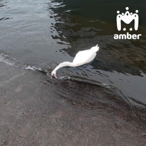 Росприроднадзор не может найти источник загрязнения Калининградского залива, из-за которого погибают лебеди