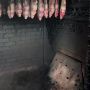В Калининградской области производили копченую рыбу из сырья неизвестного происхождения
