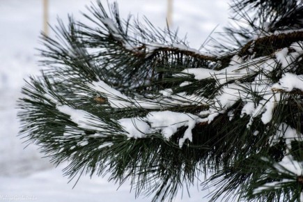 ����� � ��������. ��� ���� � ������