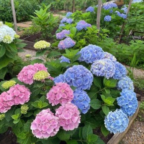 ������������ ����������� ����������� ��������� ��� ������ ����