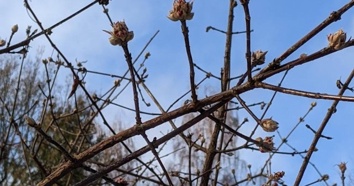 Что натворил в саду мороз: как искать проблемы и зачем делать «пробу ножом», рассказал калининградский агроном