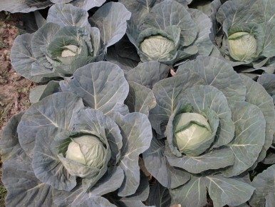 Устранение вредителей с капусты: старинные методы без химии