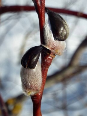 ������� ����������� ����� ������ ������