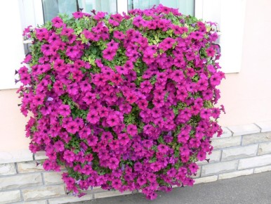 �������� � ������ ������������ ������� ��� ���������