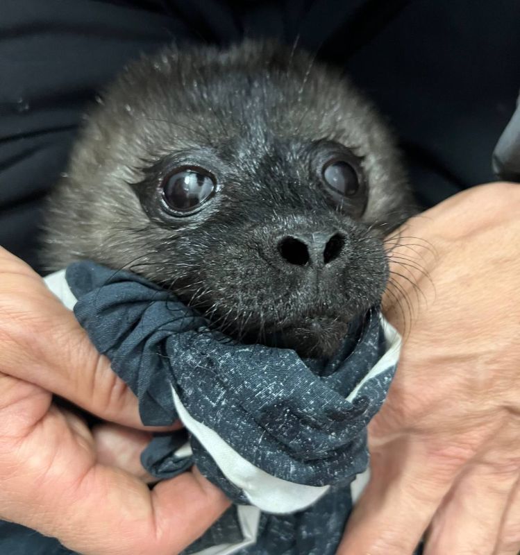 Новорожденную нерпу нашли на Ладожском озере в Петербурге