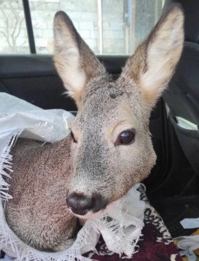 � ������� ������ ������, ������� �������� �� ����