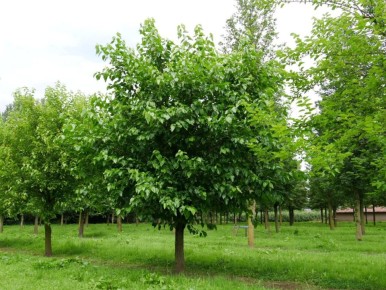 ��������� � ������� ������: ������� ��������� ����������� � �����