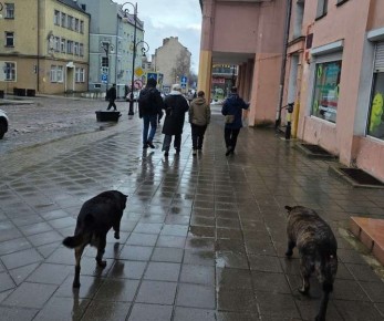 � ����������� ������ ������� �������������� �������� �����