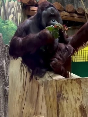 ����� ��������� 18-�����. ������� ������ �������� ��� �����������