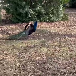 � ��������������� �������� ��������, ��� ������� � ������� ����� ������ �� ����������