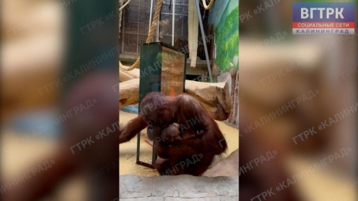 � ��������������� �������� ����������