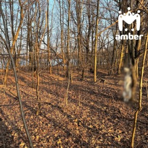 ���������� �� ������ ����� ����� � ���������