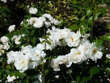 ��� ������ ������������� ����: ������ ��� ��������� ��������