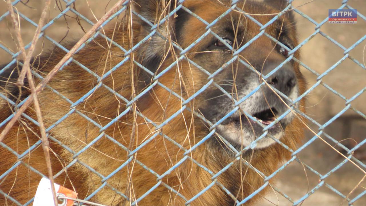 В порыве гнева калининградка повесила свою собаку