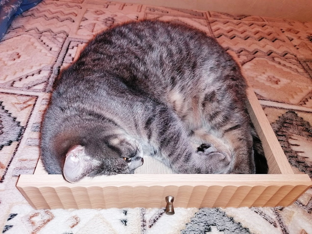 Почему кошки предпочитают коробки: интересные факты об их любимом укрытии