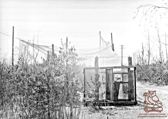 70 лет назад на Куршской косе появилась орнитологическая станция 70 лет назад на Куршской косе появилась орнитологическая станция