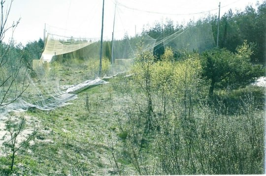 70 лет назад на Куршской косе появилась орнитологическая станция 70 лет назад на Куршской косе появилась орнитологическая станция