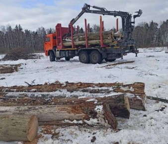 В Полесском районе лес пускают под нож: начались сплошные санитарные рубки