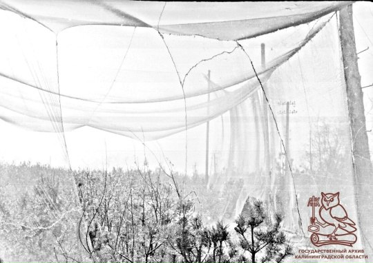 70 лет назад на Куршской косе появилась орнитологическая станция 70 лет назад на Куршской косе появилась орнитологическая станция