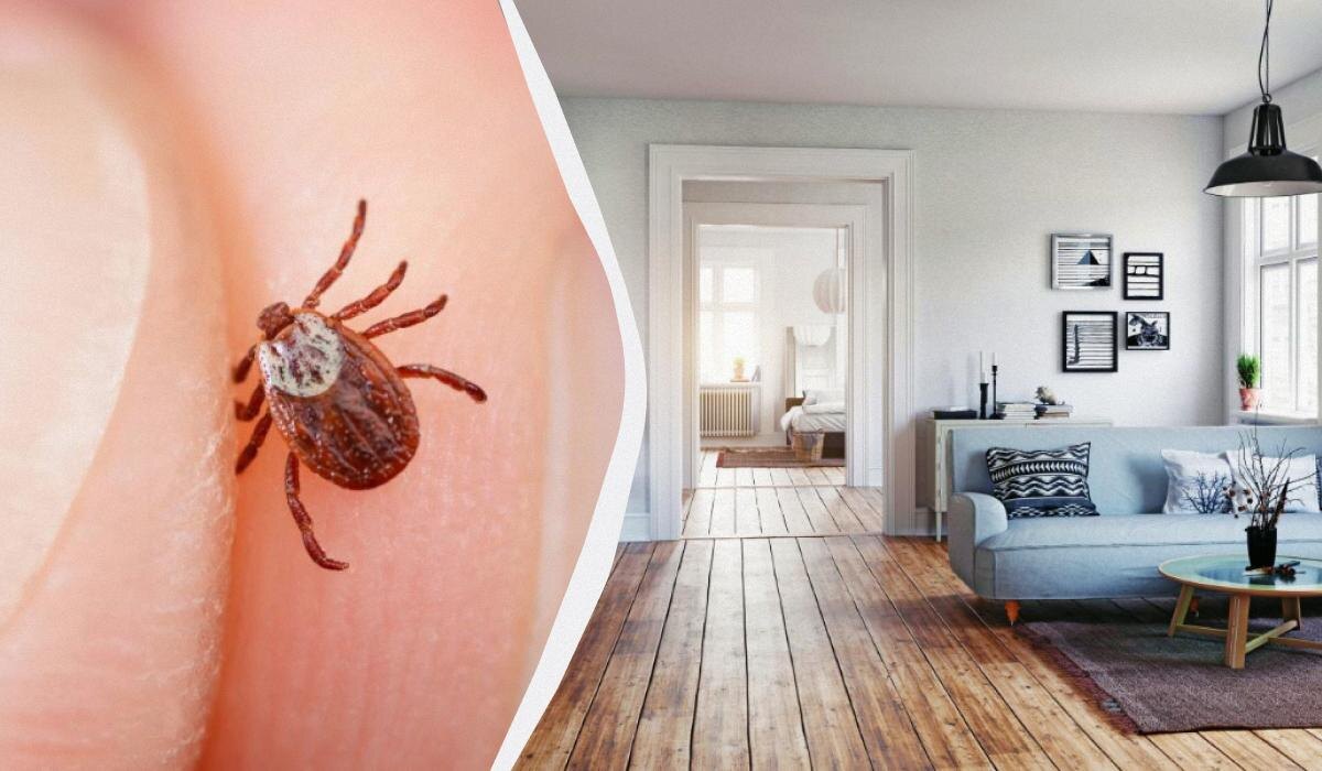 Клещи могут быть намного ближе, чем кажется: где искать угрозу в вашем доме