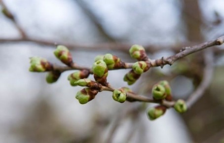 Опасные средства для весенней обработки сада: что стоит оставить на подоконнике