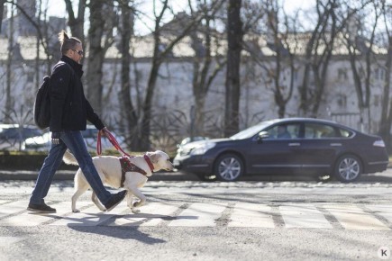 Доехать до моря: как собаки-поводыри помогают незрячим калининградцам снова чувствовать себя свободными