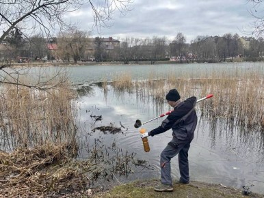 Массовую гибель рыбы в Летнем озере в Калининграде объяснили