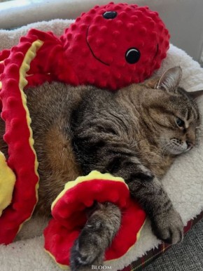 Слабонервным не смотреть!. Осьминог удерживает кота в объятиях Признавайтесь, а вас сегодня кровать легко отпустила утром? Подписывайтесь, чтобы смеяться #пушистики@lepota_kld