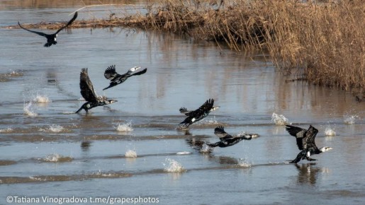 Какие красивые бакланы. Ныряет за рыбой, молчалив и сушит крылья на солнце – так описывают этих птиц в интернете Сделала для вас фотографии Татьяна Виноградова
