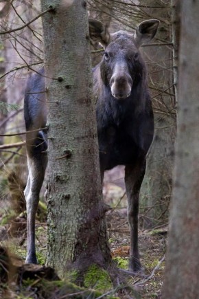 Красота и милота!. Наш фотограф Александр Подгорчук проведал жителей Куршской косы