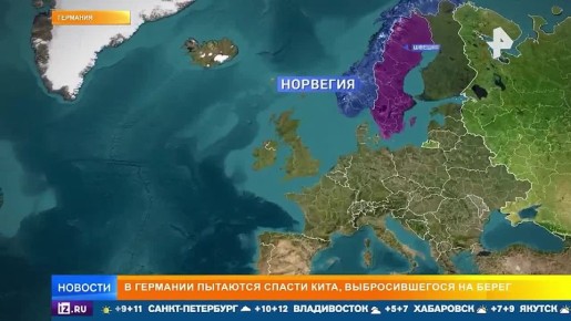 В Германии пытаются спасти кита, застрявшего на берегу Балтийского моря