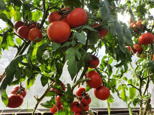 Томаты: ответы на самые важные вопросы для огородников