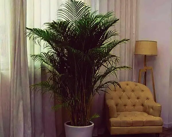 Уход за хамедореей: ваш идеальный зеленый спутник