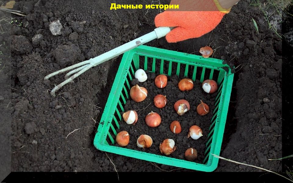 ��� ��������� ������ �������� ������: ������ ��� ���������� ���������