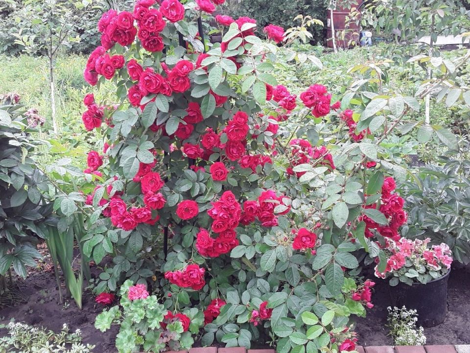 ��� ����� �� ������� ����� ���������� �����������