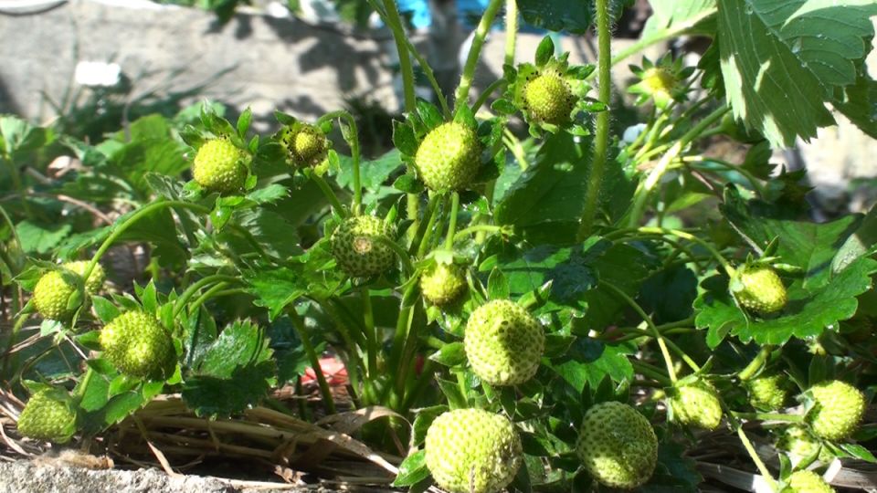 �������� �� �������: ������� ��������� ��� �������� ������