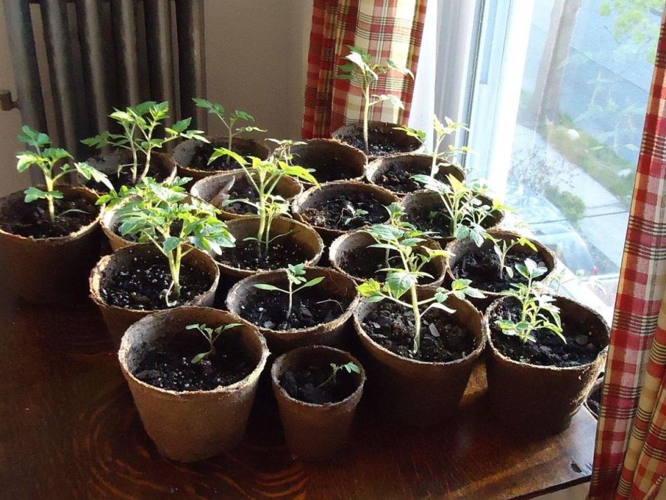 ����� ����� ����� ������: ������ ��� �����������