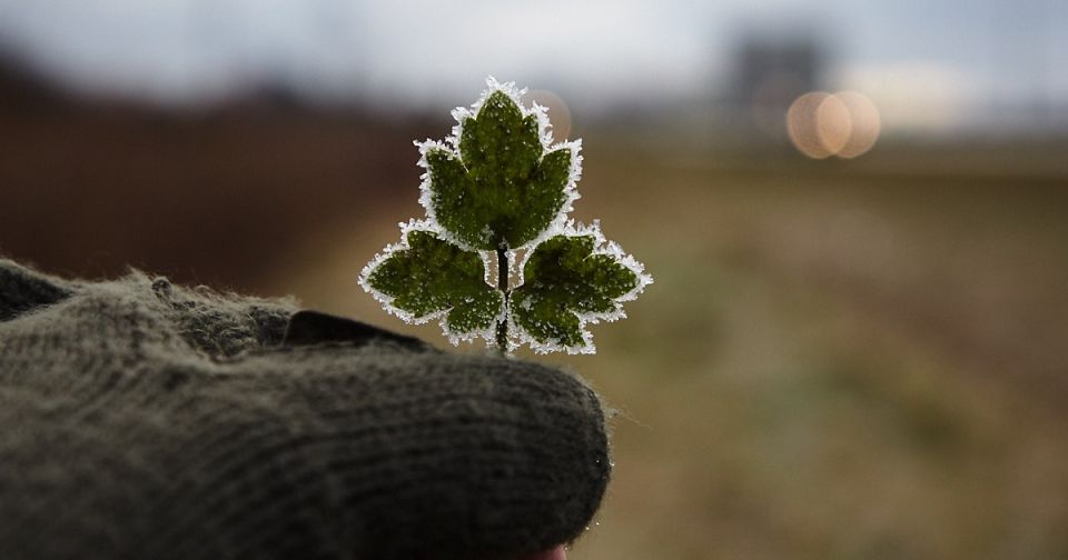 Заморозки, туман и дождь: какой будет погода в Калининградской области в пятницу