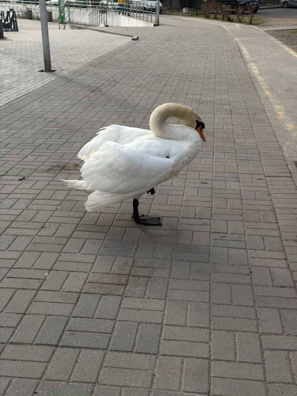 Утром возле Летнего озера прохожие обратили внимание на лебедя-кофемана