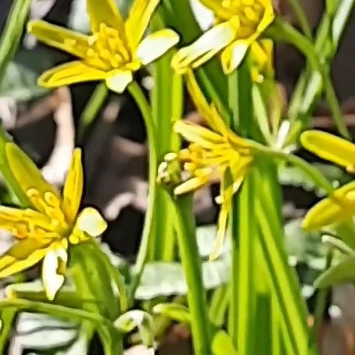 Это растение поразило предсказанием погоды в Калининграде