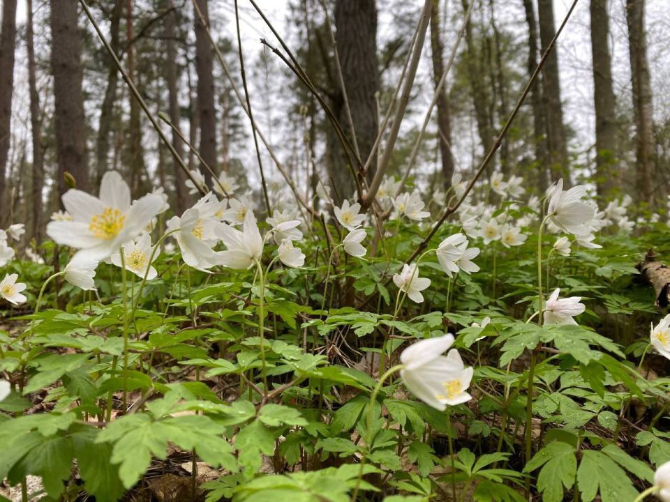 В Калининградской области прогнозируют затяжное похолодание после тёплых выходных